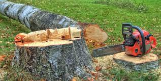 Best Firewood Processing and Delivery  in Saukville, WI