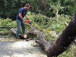 Best Utility Line Clearance  in Saukville, WI