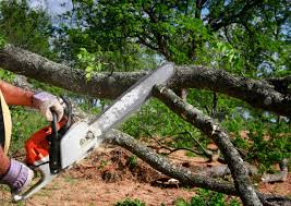 Best Tree and Shrub Care  in Saukville, WI