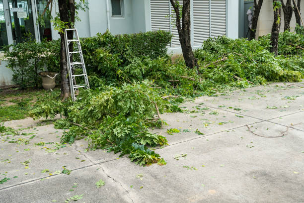 Best Palm Tree Trimming  in Saukville, WI