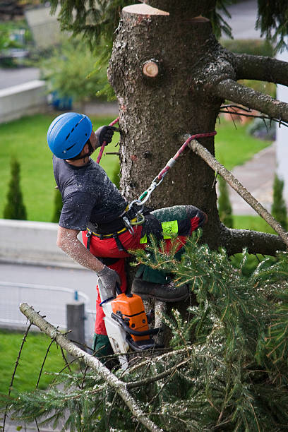 How Our Tree Care Process Works  in  Saukville, WI